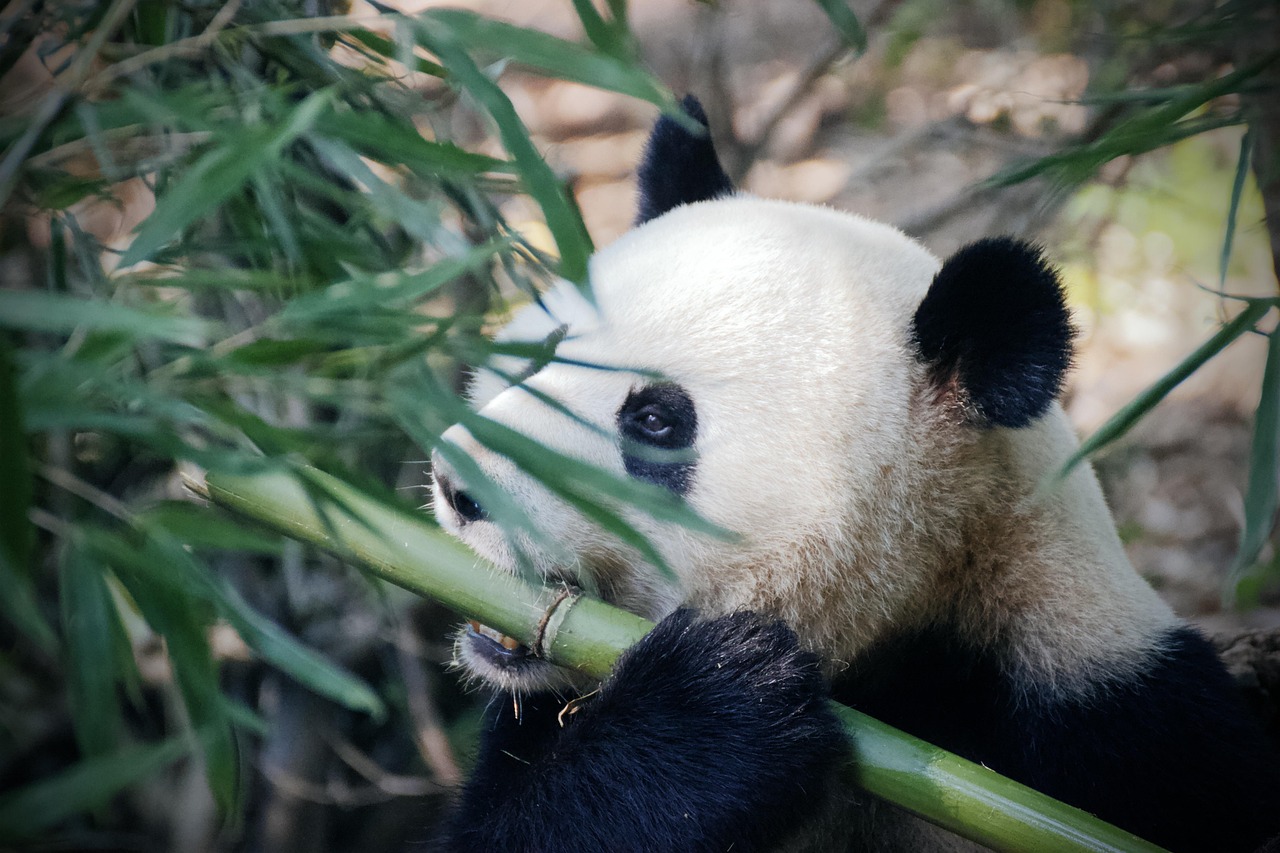 成都大熊猫繁育研究基地实拍图 5